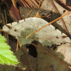 Red-headed Inchworm