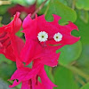 Bougainvillea