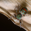 Metallic green Jumping spider female
