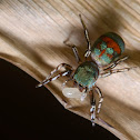 Metallic green Jumping spider female