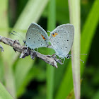Eastern Tailed-blue butterflies (mating pair)