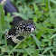 Common King Snake