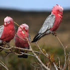 Galah (Rose-breasted Cockatoo)