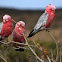 Galah (Rose-breasted Cockatoo)