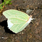White Angled-Sulphur Butterfly