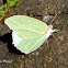 White Angled-Sulphur Butterfly