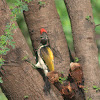 Lesser Golden-backed Woodpecker