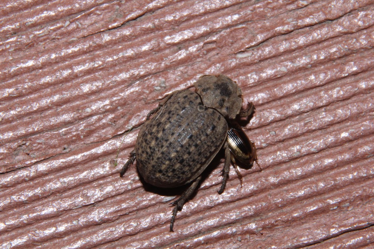 Hastate Hide Beetle