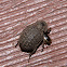 Hastate Hide Beetle
