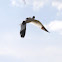 Pied Avocet, Black-capped Avocet, Eurasian Avocet or just Avocet