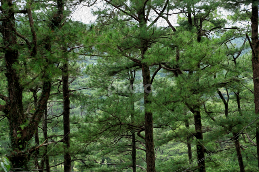 baguio pine trees  by Joy Jose Casusi - Landscapes Forests
