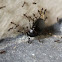 Ants & Beetle