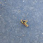 Dead Wasp