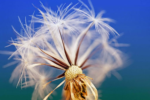 【免費工具App】Dandelion Wallpaper-APP點子