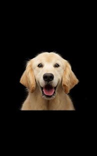 How to download Dog Live Wallpaper 1.02 mod apk for android