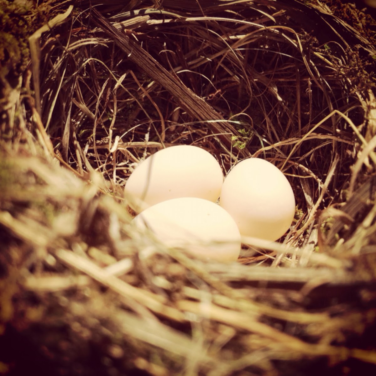 Barn Swallow eggs