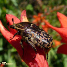 Escaravelho (Scarab beetle)