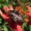 Escaravelho (Scarab beetle)