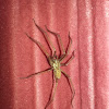 House spider (male)