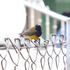 yellow bellied sunbird (male)