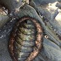 Hairy chiton