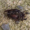 Unknown Spider Wasp (with Prey)