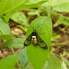 Gymnelia Wasp Moth