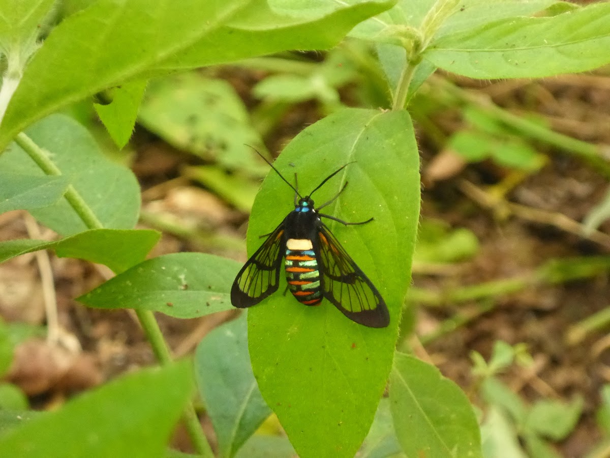 Gymnelia Wasp Moth