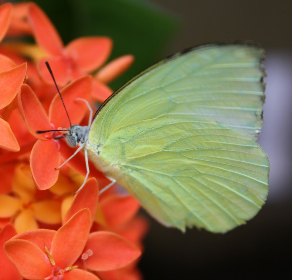 Lemon Emigrant