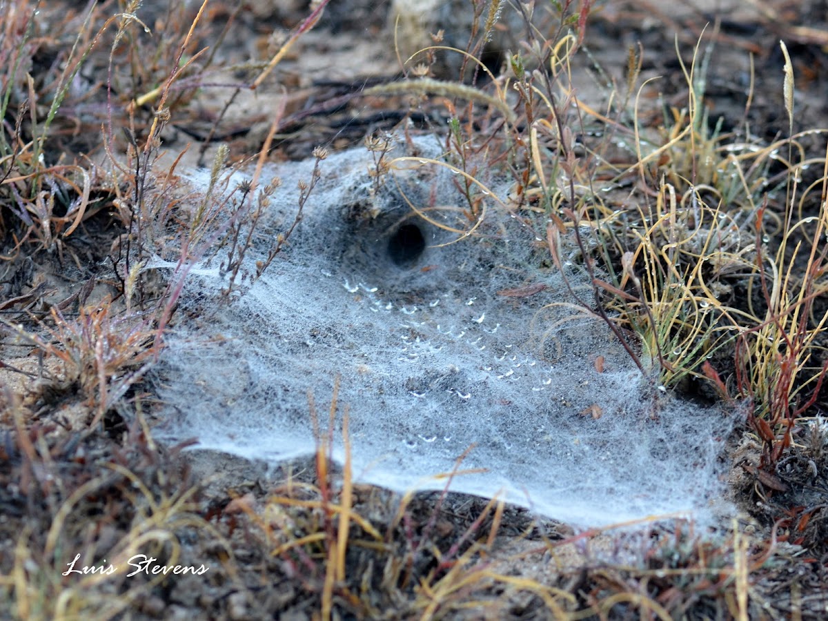 Funnel-Web Spider