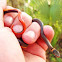 Southern Ringneck Snake