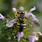 Anthidium florentinum Bee