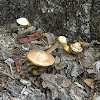 Dryad's Saddle Mushroom