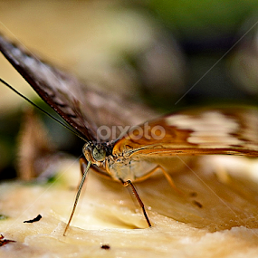 the moth by Justani Joni - Animals Insects & Spiders