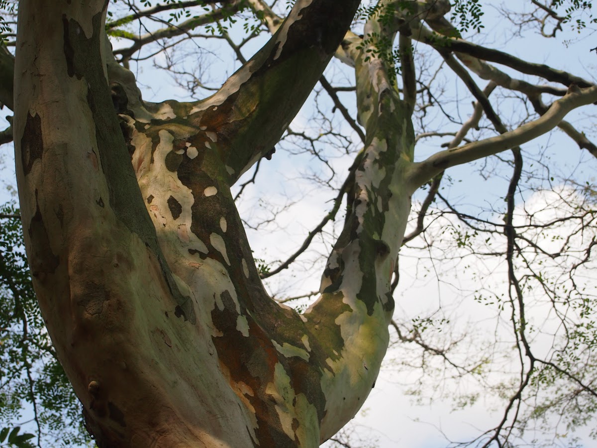Brazilian ironwood / leopard tree