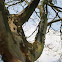 Brazilian ironwood / leopard tree