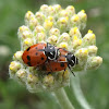 Convergent Ladybugs Mating