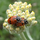 Convergent Ladybugs Mating