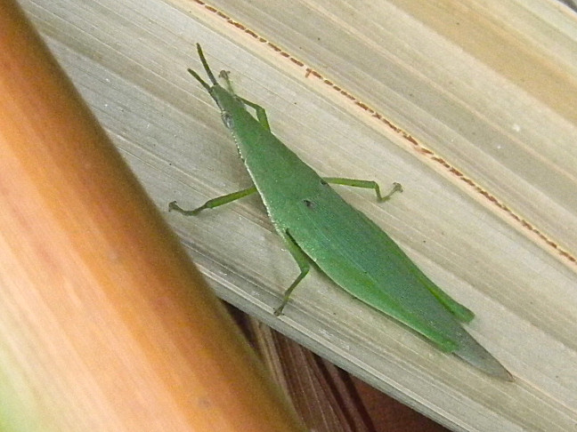 short-horned grasshopper