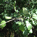 Common Buckthorn