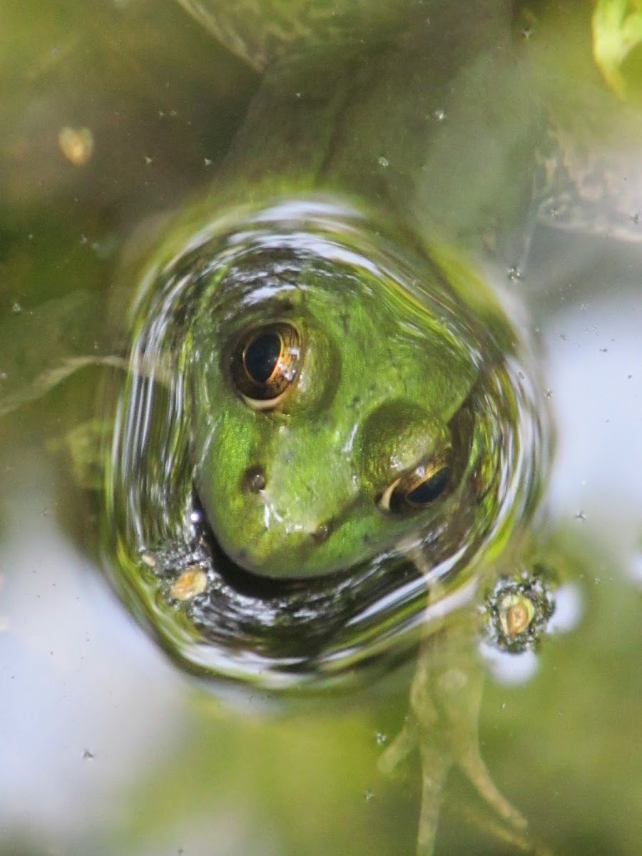 Green Frog