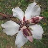 Almond Tree Bloom