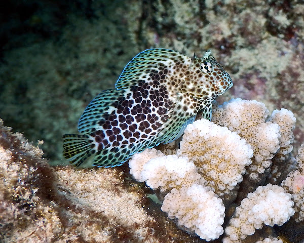 Spotted Coral Blenny Project Noah