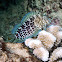 Spotted Coral Blenny