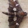 Desmia Moth