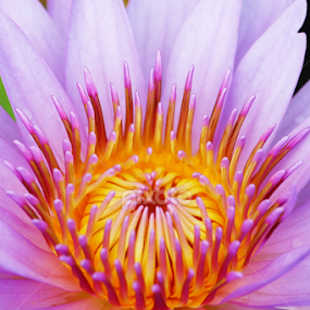 by Md Mamunur Rahman - Flowers Single Flower