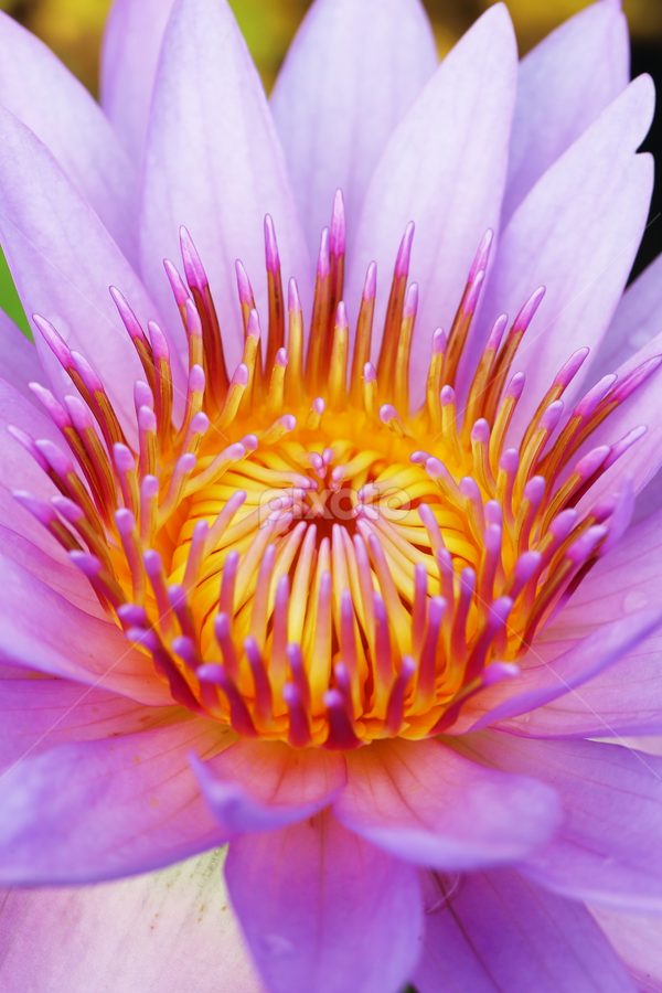 by Md Mamunur Rahman - Flowers Single Flower