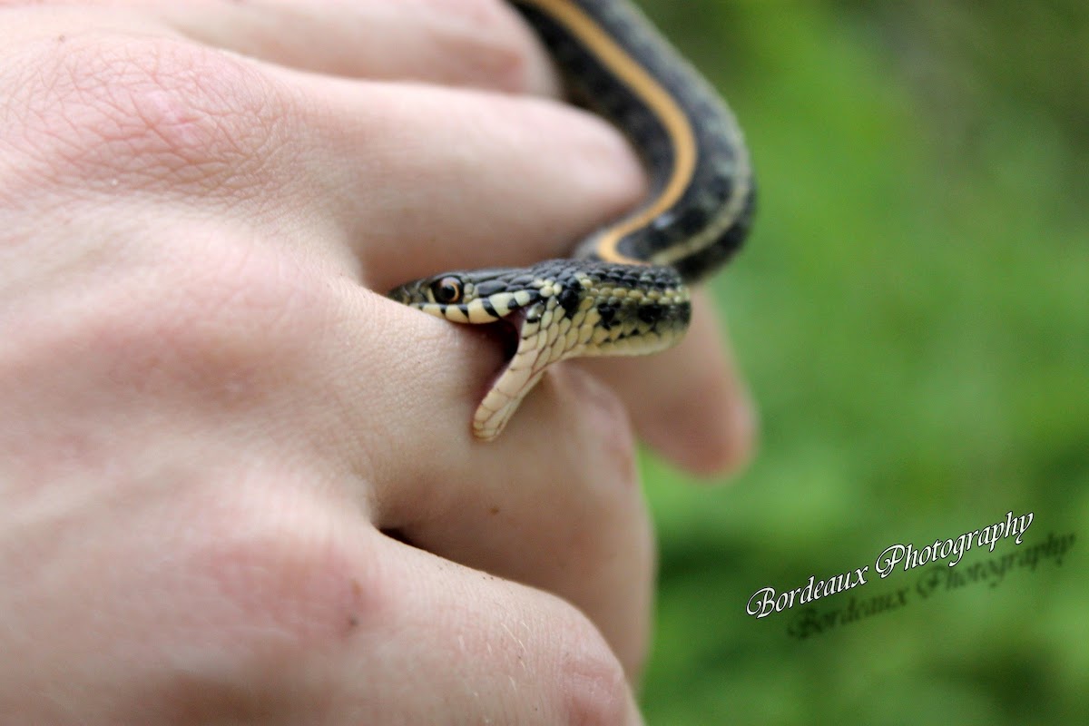 Plains garter snake