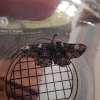 Maine Wood Moth