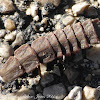 Firefly Beetle larva